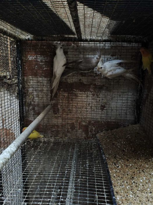 Caturras albinas muito bonitas