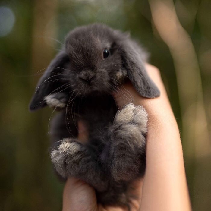 Mini lop mini lopy prawdziwe uszate oswojone króliki miniaturowe