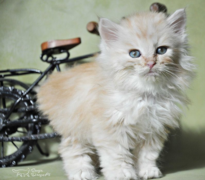 Qudłaty Swoją Drogą*Pl