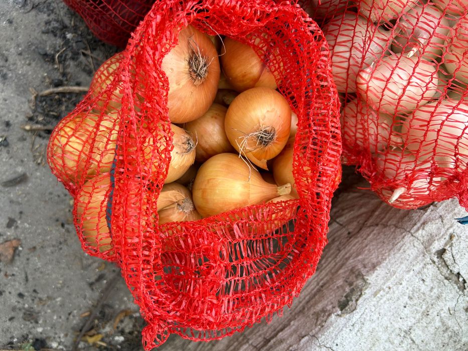 Продам свіжу цибулю жовту, червону,  моркву та буряк!