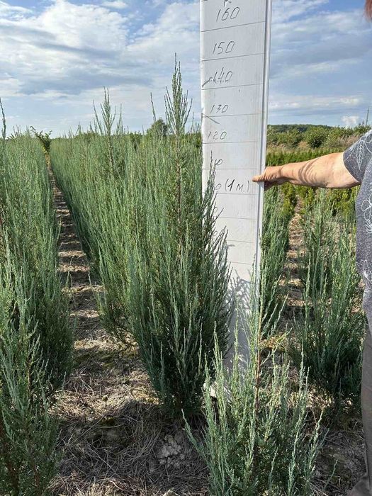 Ялівець блюарроу 150- 160 см