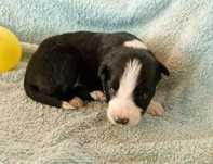 Border Collie piesek czarno biały