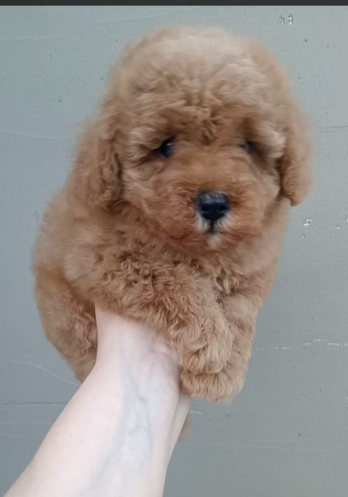 Шикарні дівчатка