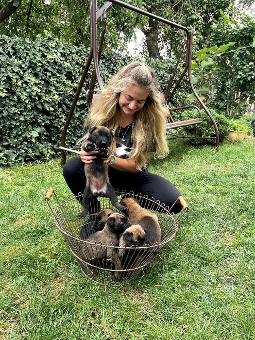 Цуценята бельгійської вівчарки,малінуа