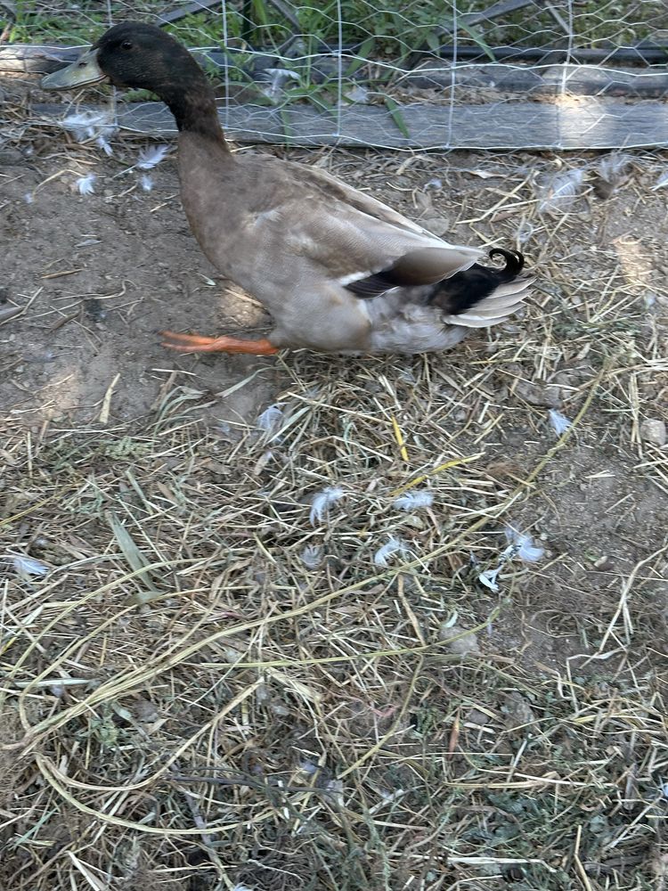 Vendo patos de pequim e 1 khaki campbell