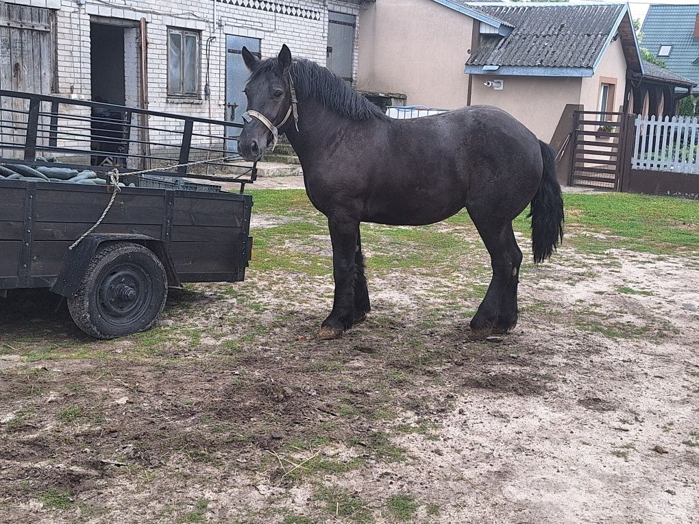 Klacz Zimnokrwista 4 lata.