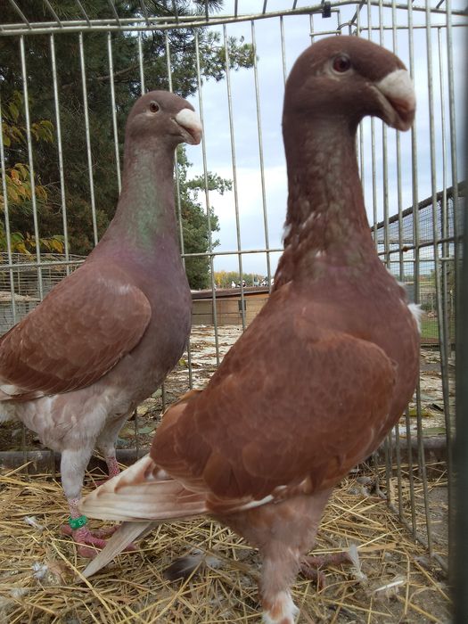 Garbonosy Wystawowe Niemieckie