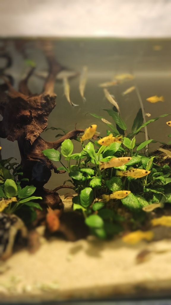 Vendo Platys adultos