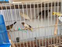 Lote de canários machos e femeas