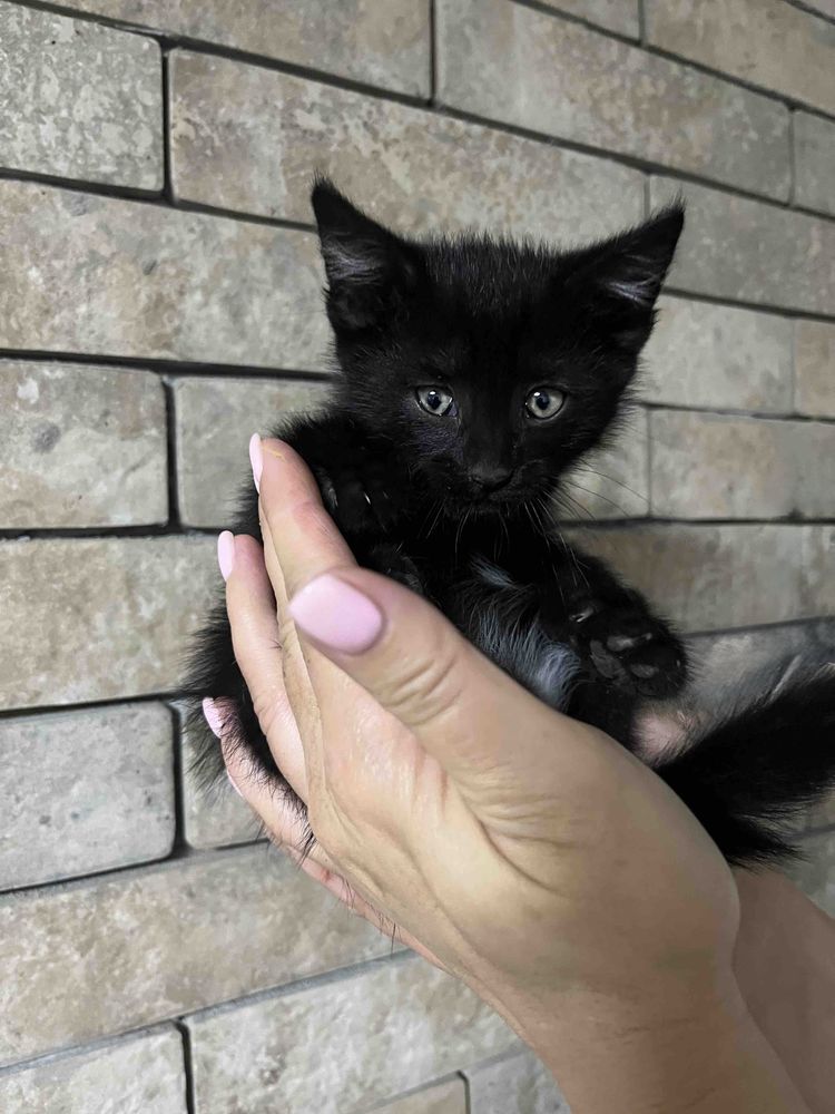 Кошенята коти шукають дім