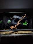 Terrarium jaszczurka gekon wąż gekon lamparci