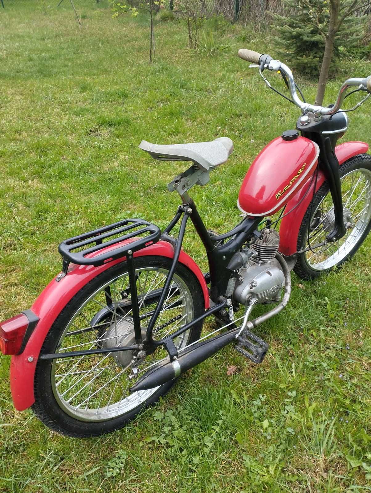 Komar sztywniak czerwony