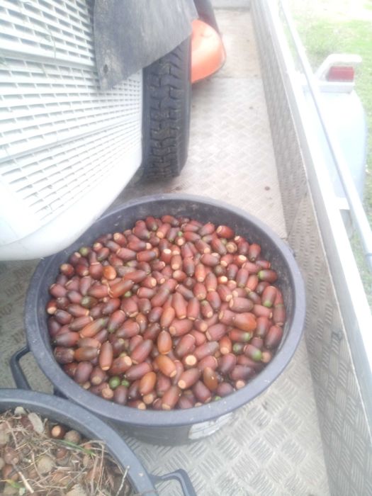 Bolota sobreiro nova