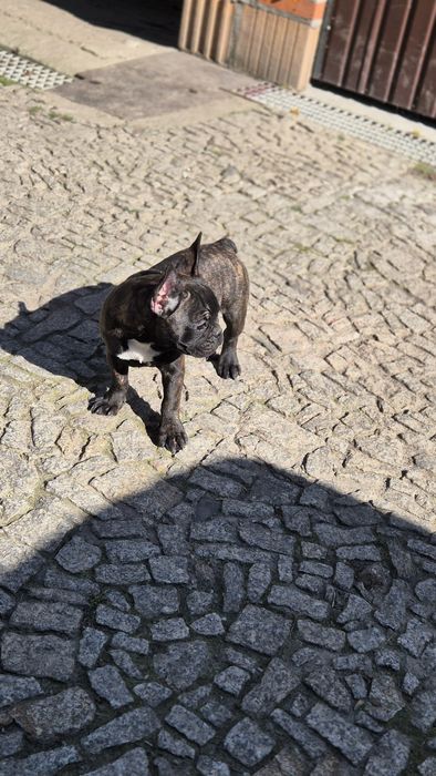 Buldog francuski-szczeniaczek