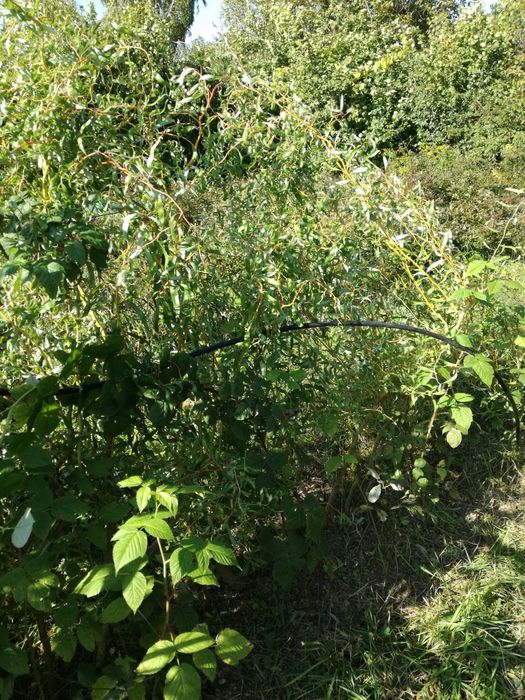 Sadzonki wierzba mandżurska