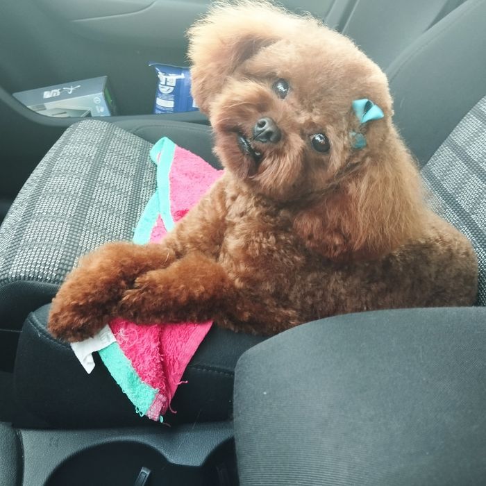 Maltipoo samczyk F1 z Rodowodem