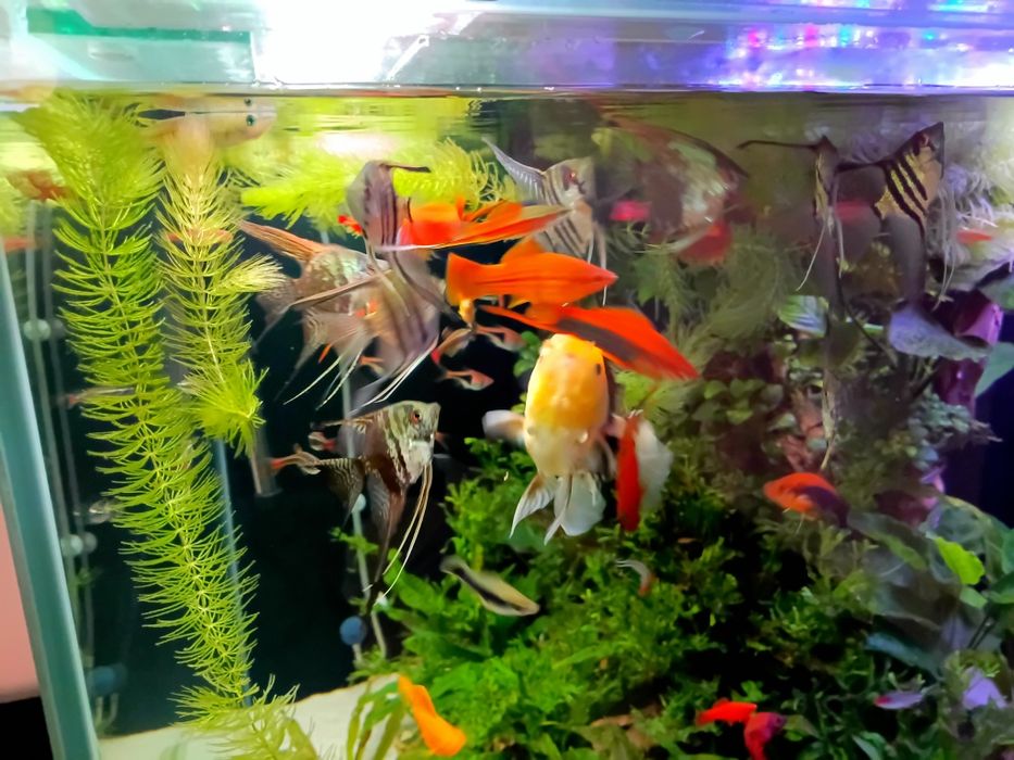 Sprzedam ryby rośliny i podłoże
