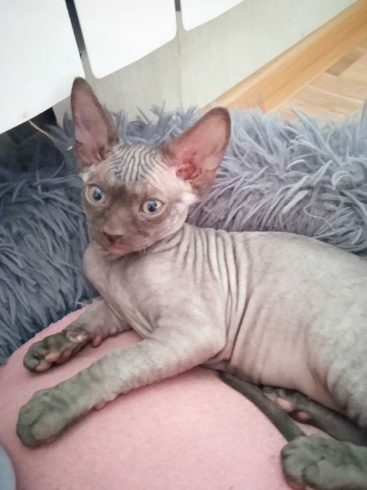 Канадськи Сфінкс. Дівчинка, велюр.