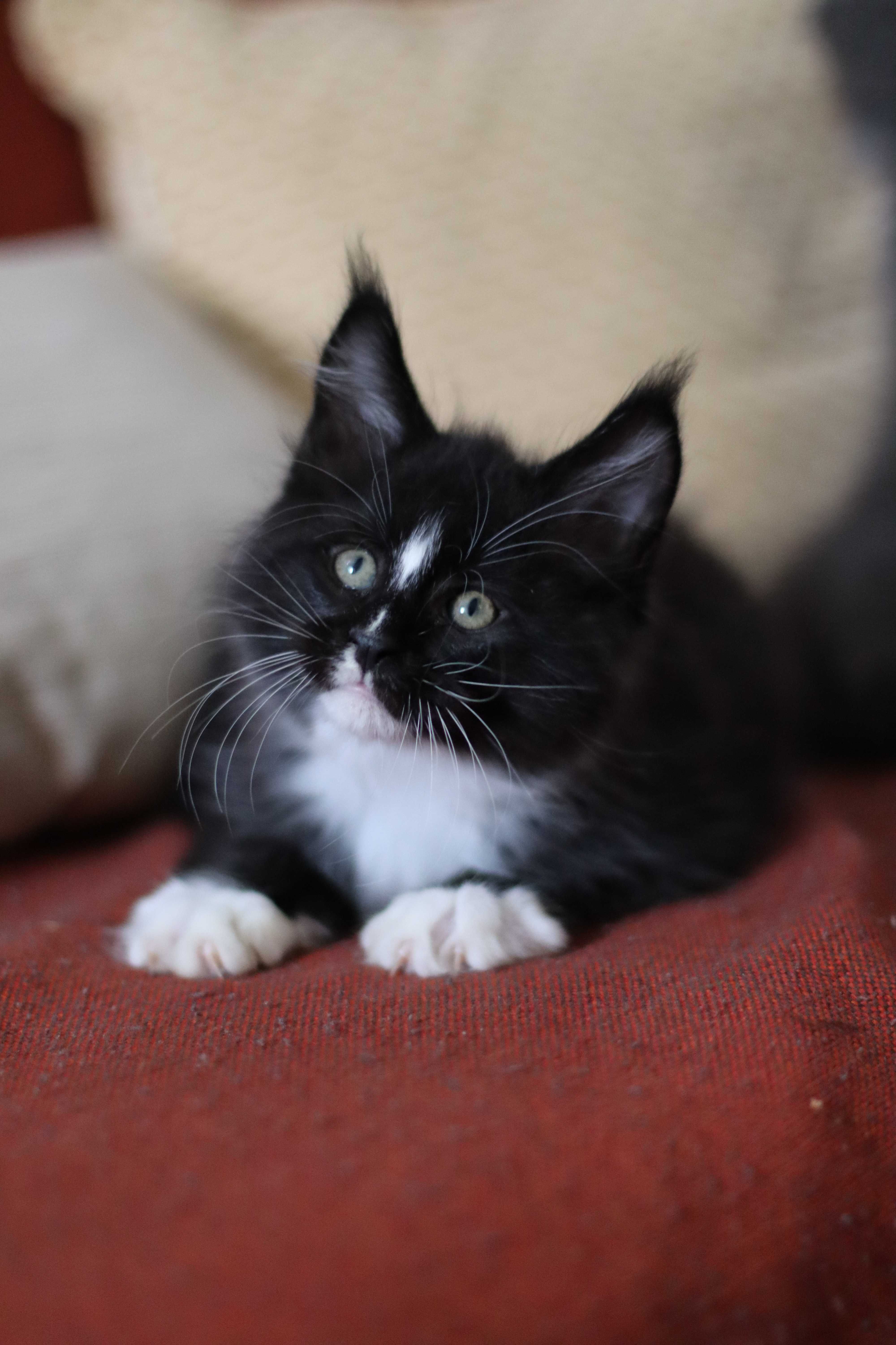 Gatinho Maine coon macho