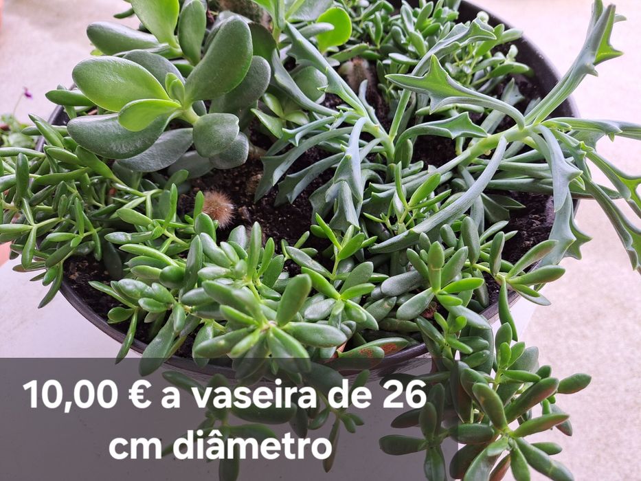 Plantas  suculentas