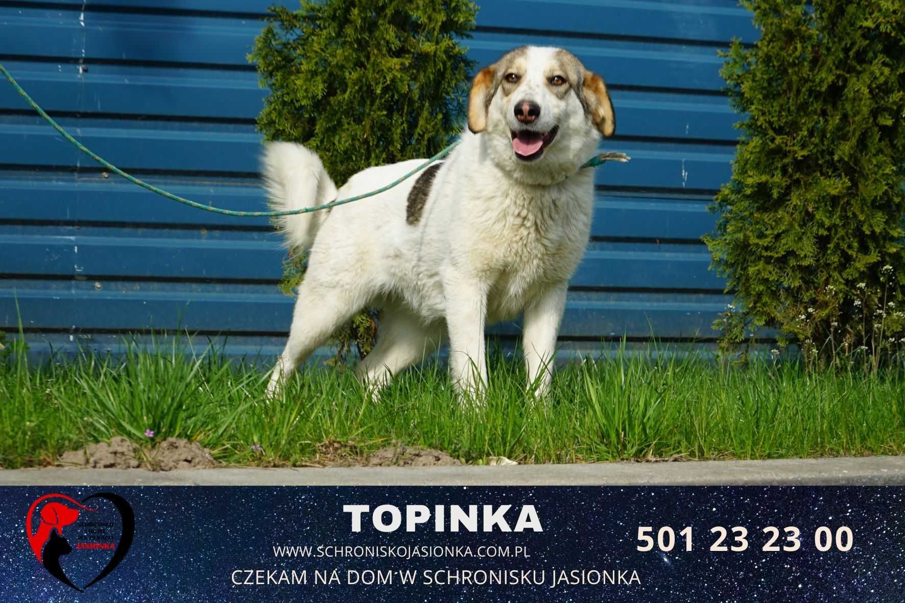 Topinka do adopcji