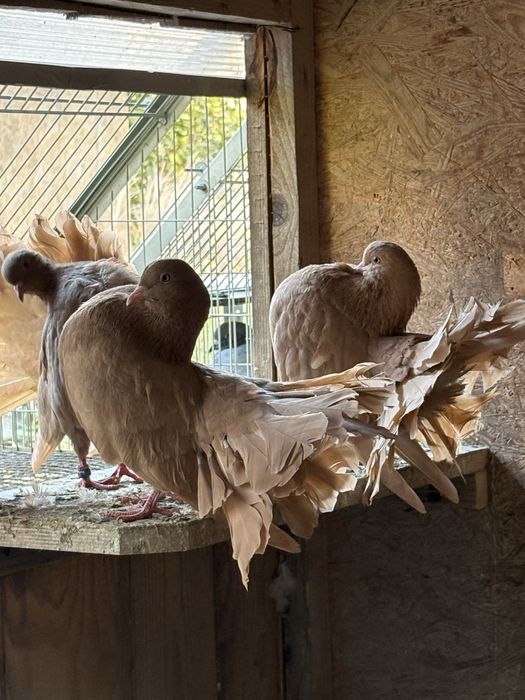 Pawiki żółte młode