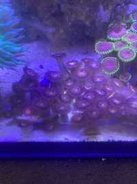 Zoa koralowiec Purple Bee
