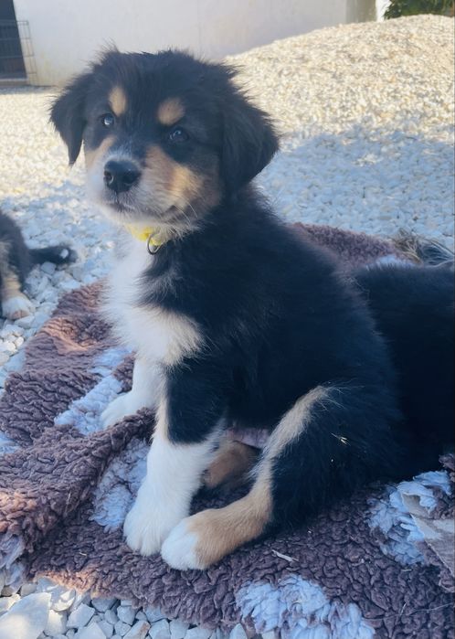 Pastor australiano macho com lop