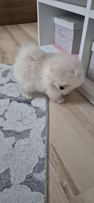 Szpic miniaturowy Pomeranian FCI Suczka