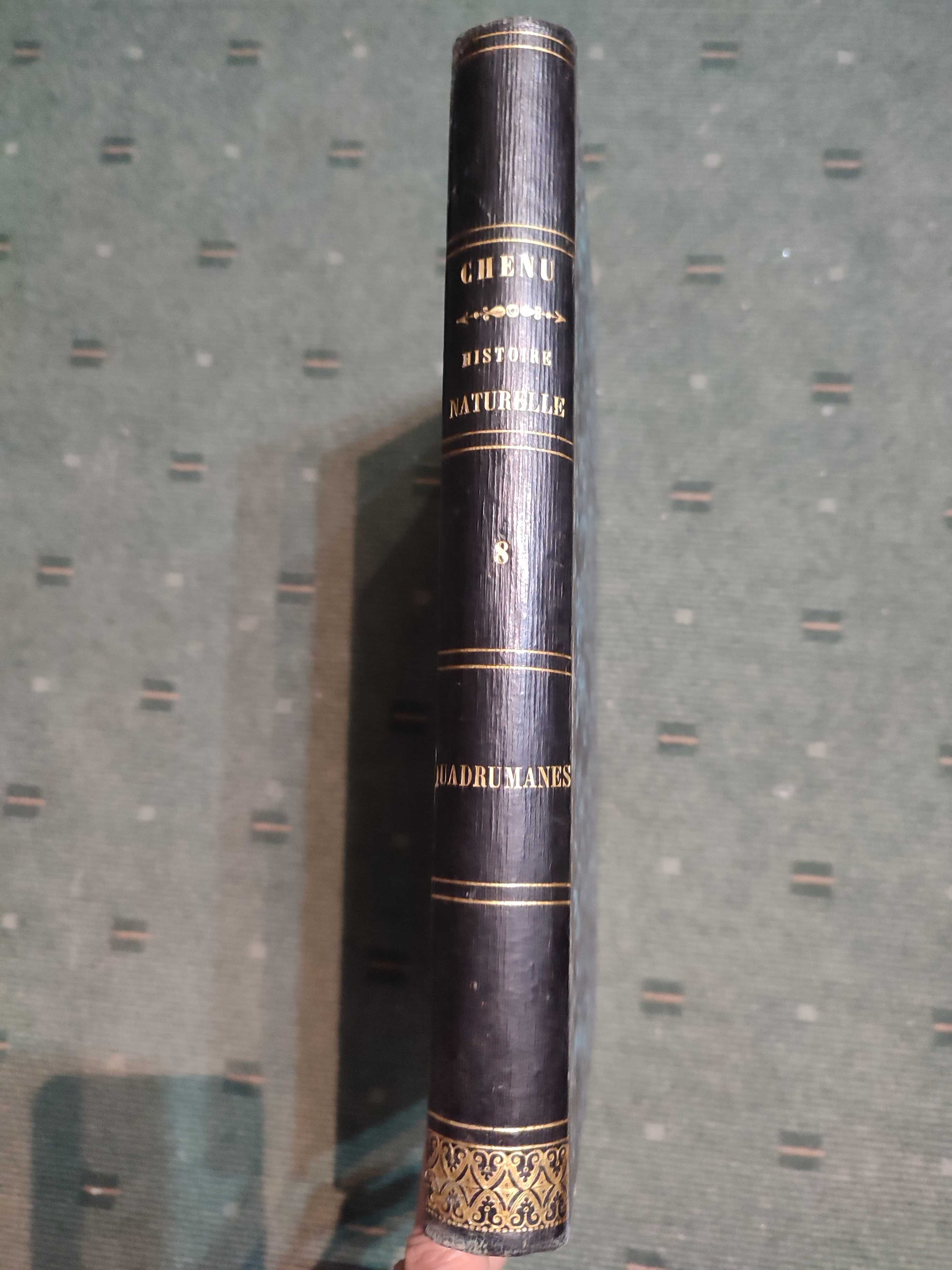 Encyclopédie D'Histoire Naturelle Traité Complet - Quadrumanes