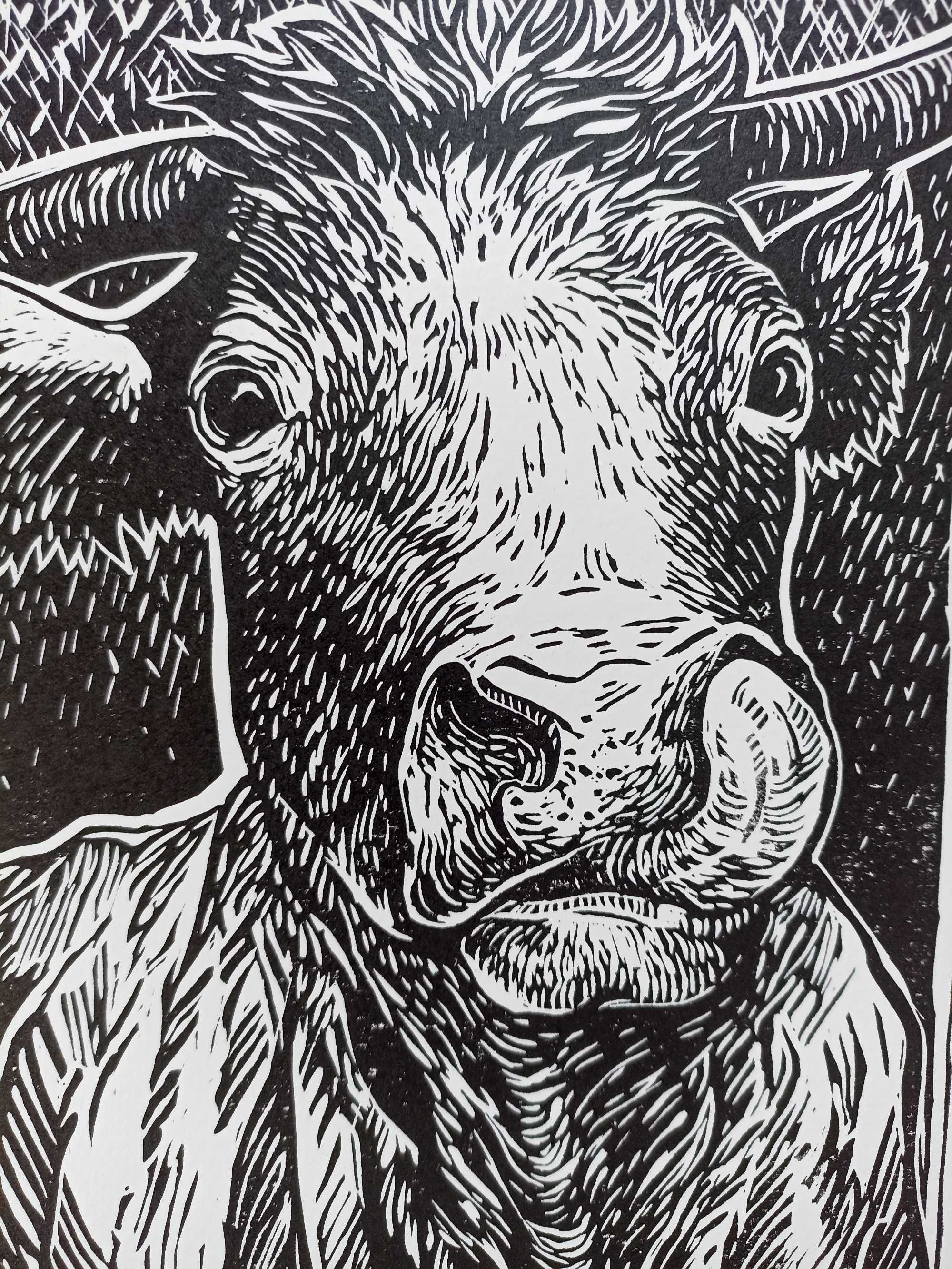 Linoryt, ręcznie wykonana grafika A4, krowa, limitowana edycja