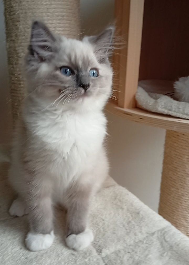 Ragdoll kociak FPL do płatnej adopcji