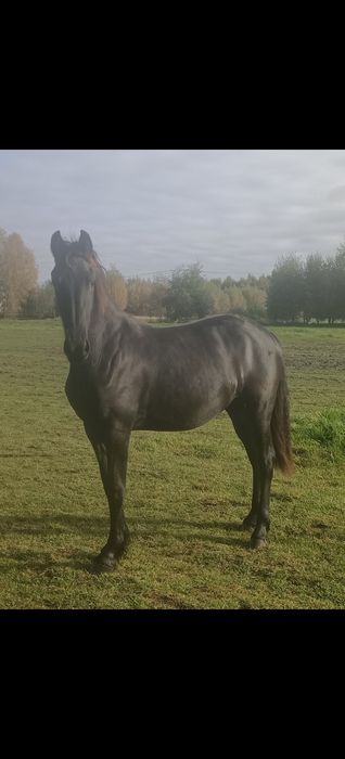 Fryz klacz paszport holenderski