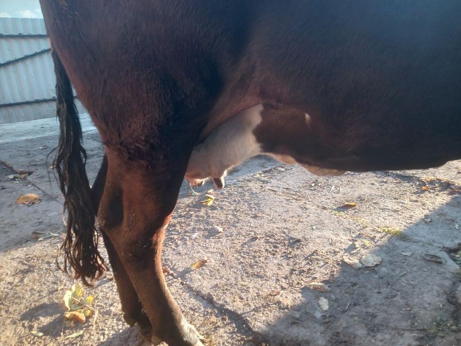 Продам добру молоду корову