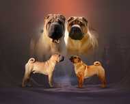Shar Pei FCI- Zapowiedź Miotu
