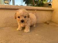 Cachorro Caniche Toy