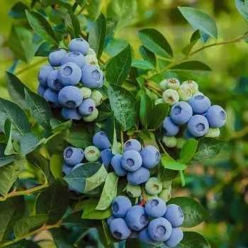 Саженцы голубики / Саджанці лохини 2,3 та 4 років. Різні сорта.