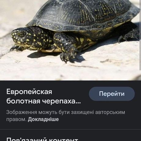 Отдам бесплатно черепаху европейскую  болотную