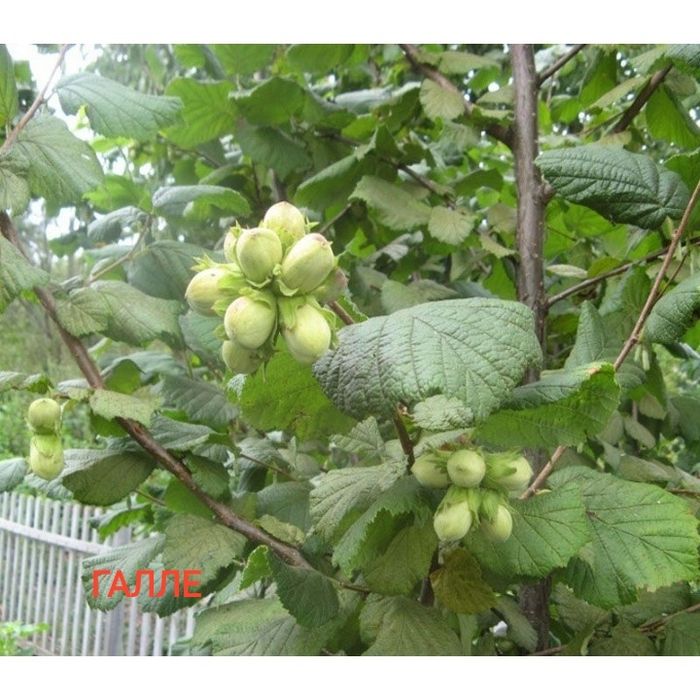 Саджанці сортових горіхів "Ідеал", "Кочерженко" та фундука.