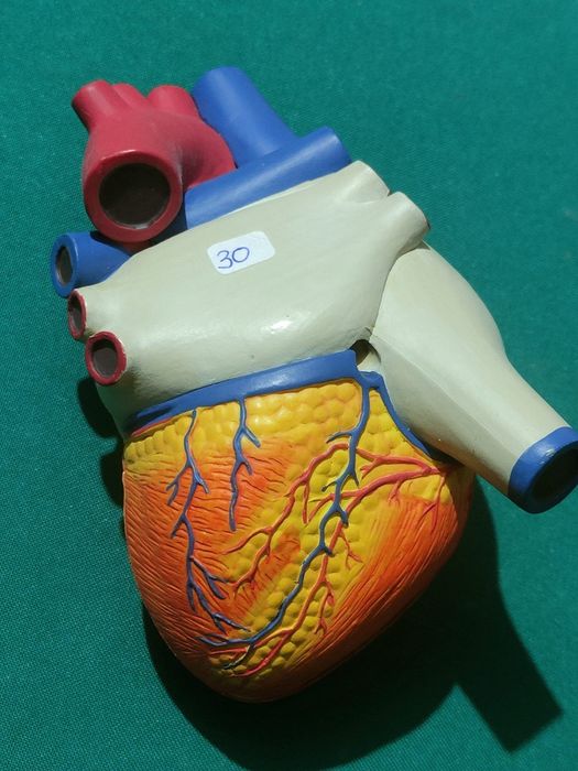 Modelo De Coração Humano