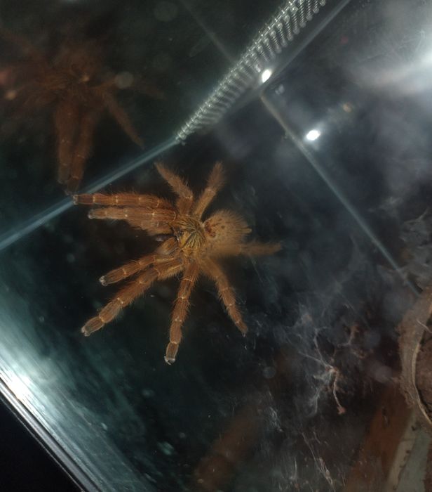 Murinus w terrarium