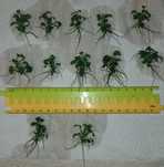 Anubias nana petite 12 szt
