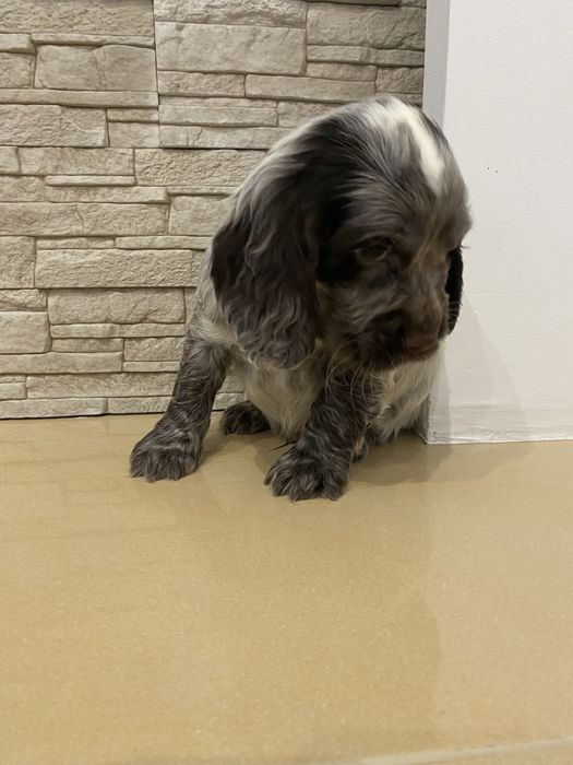 Piękny szczeniaczek cocker spaniel angielski