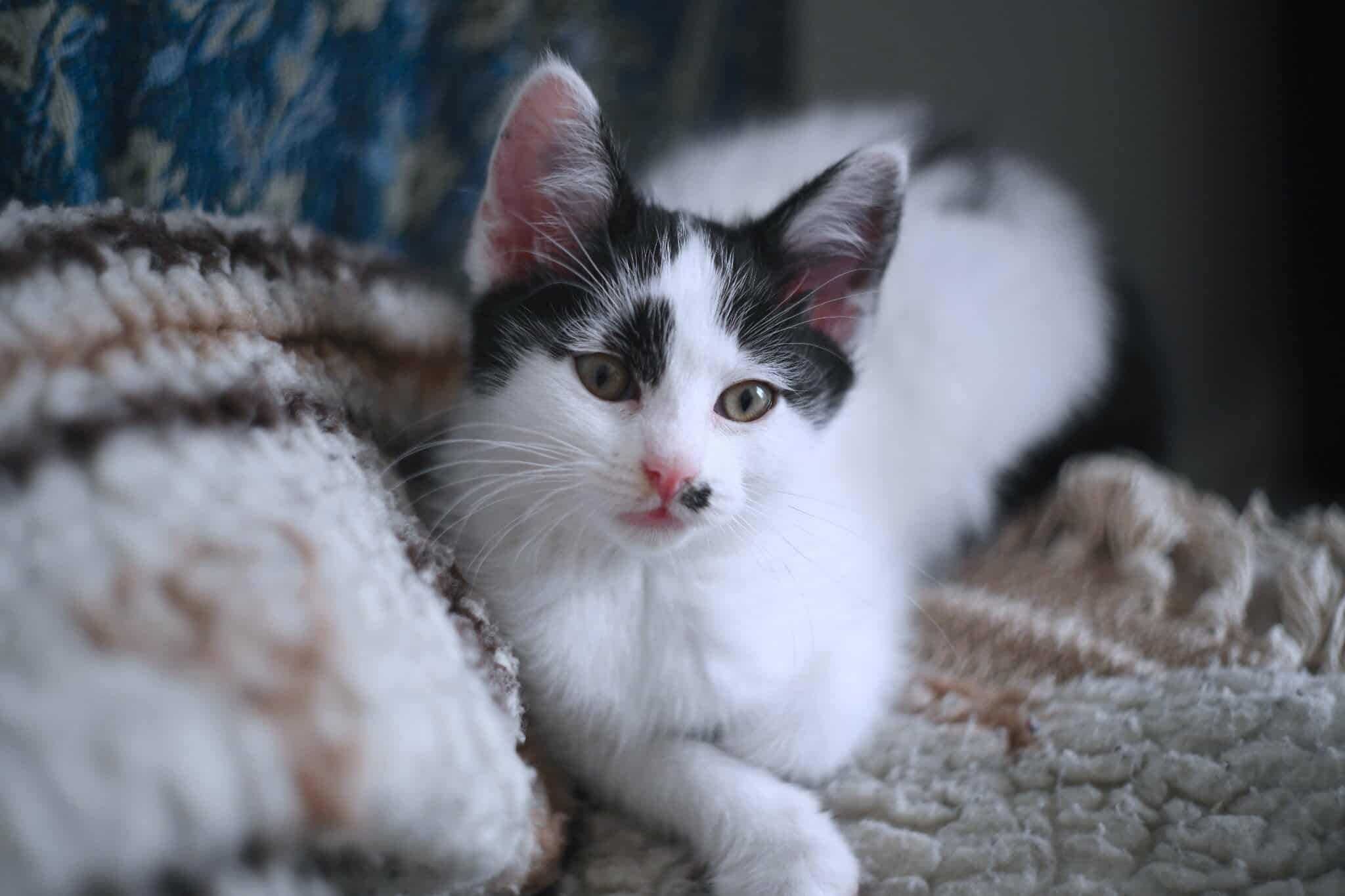 Kocie rodzeństwo do adopcji
