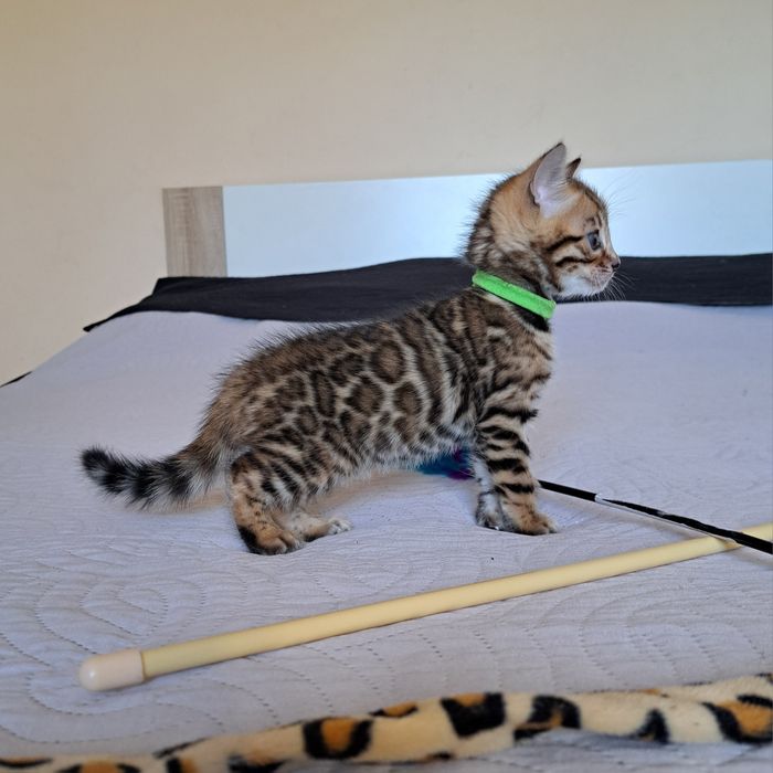 Kot bengalski DORIAN