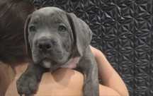 Cane Corso Gotowe do odbioru Rodowód po silnych rodzicach
