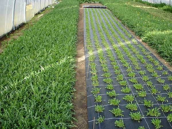 Agrotkanina 1,6 x 10, 100g/m2 mocna, TRWAŁA, AGROWŁÓKNINA ściółkująca