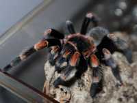 brachypelma smithi Шикарный паук птицеед для новичков самец Одесса