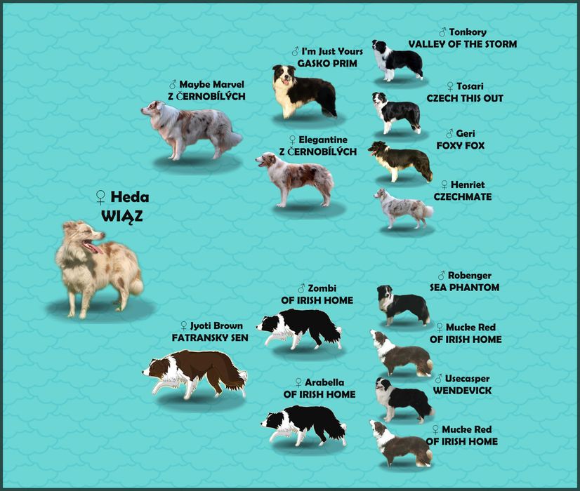 Szczenię BORDER COLLIE z Hodowli - Rasowy pies z pełną dok.