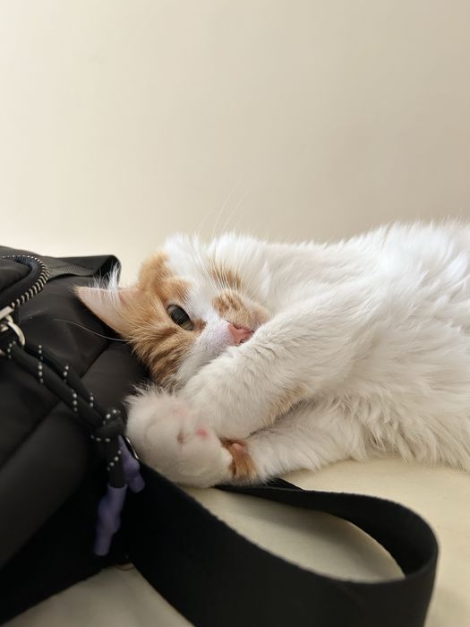 Adoção Responsável de Gato – Pick